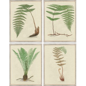 AP- ANTIQUE FERNS 13-16